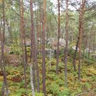 Foret de Fontainebleau