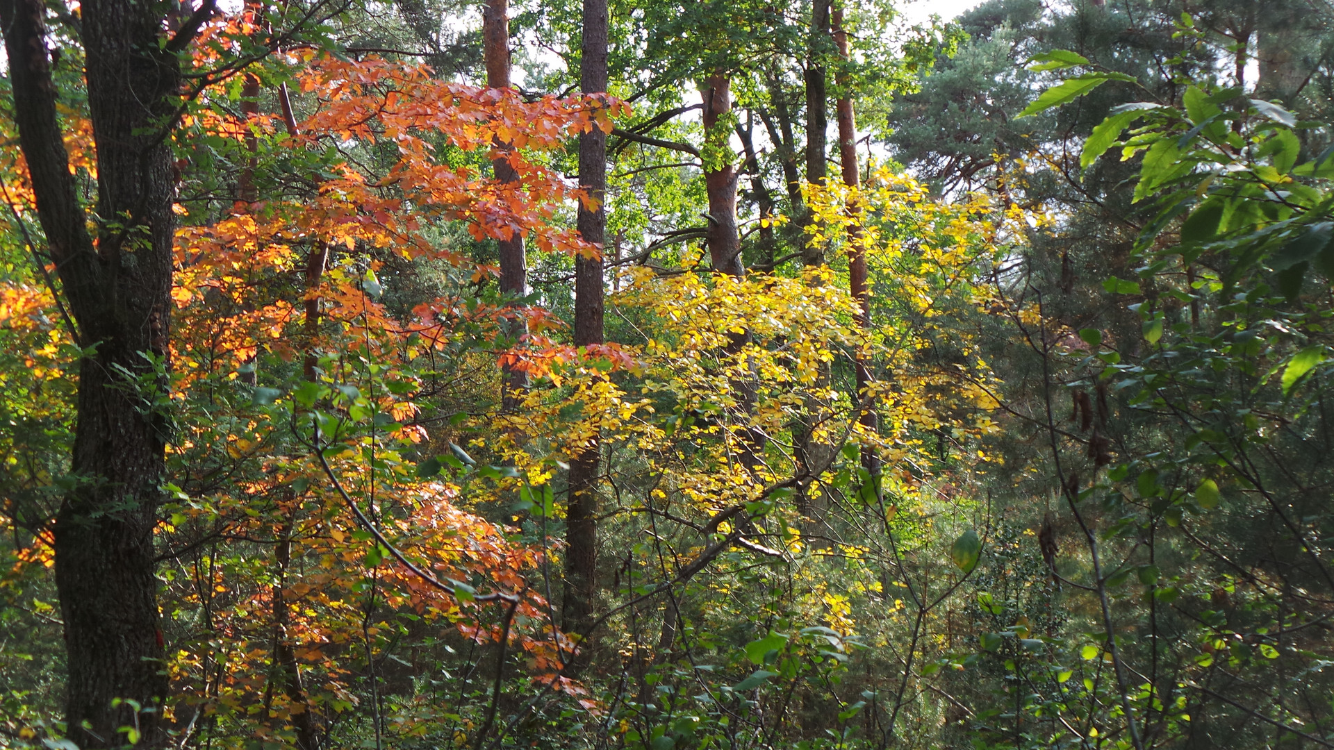 Foret de Fontainebleau sous bois