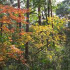 Foret de Fontainebleau sous bois