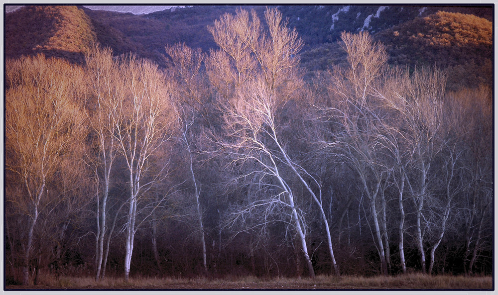 foret de MANE