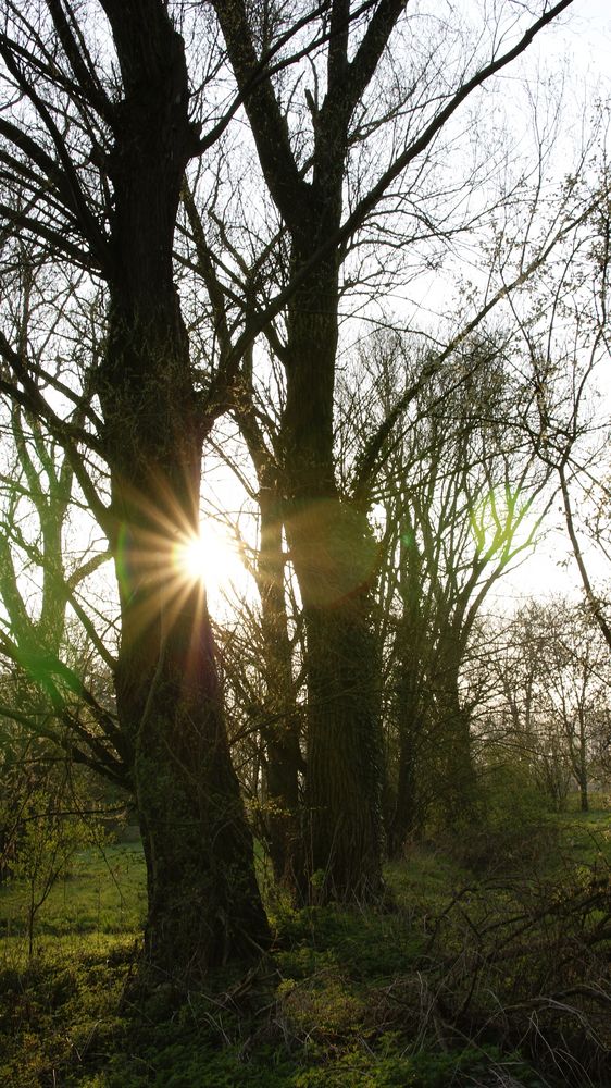 Foret de marchiennes von tlordec 