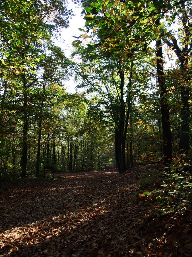 Foret de Montmorency 2