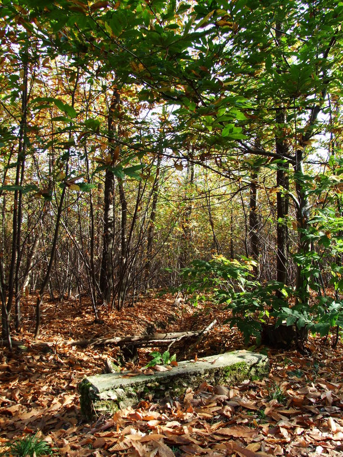 Foret de Montmorency