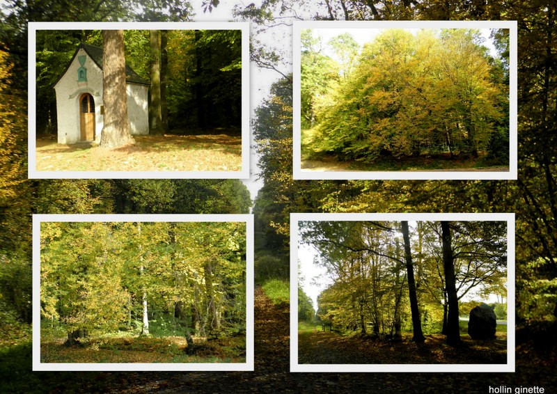 FORET DE MORMAL AUTOMNE