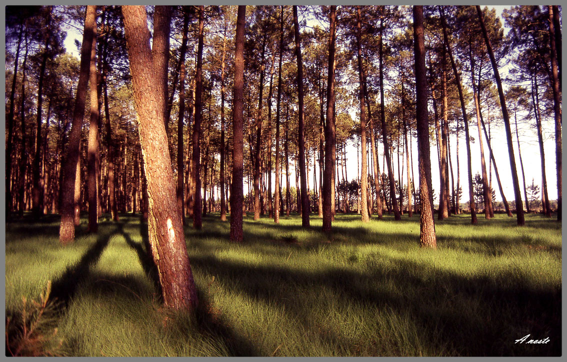 foret de pin au couchant 