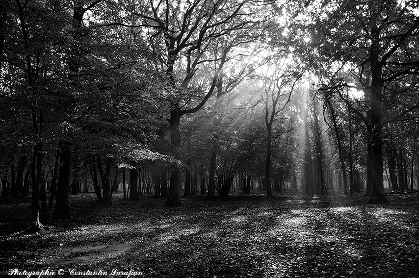 Foret de Rambouillet