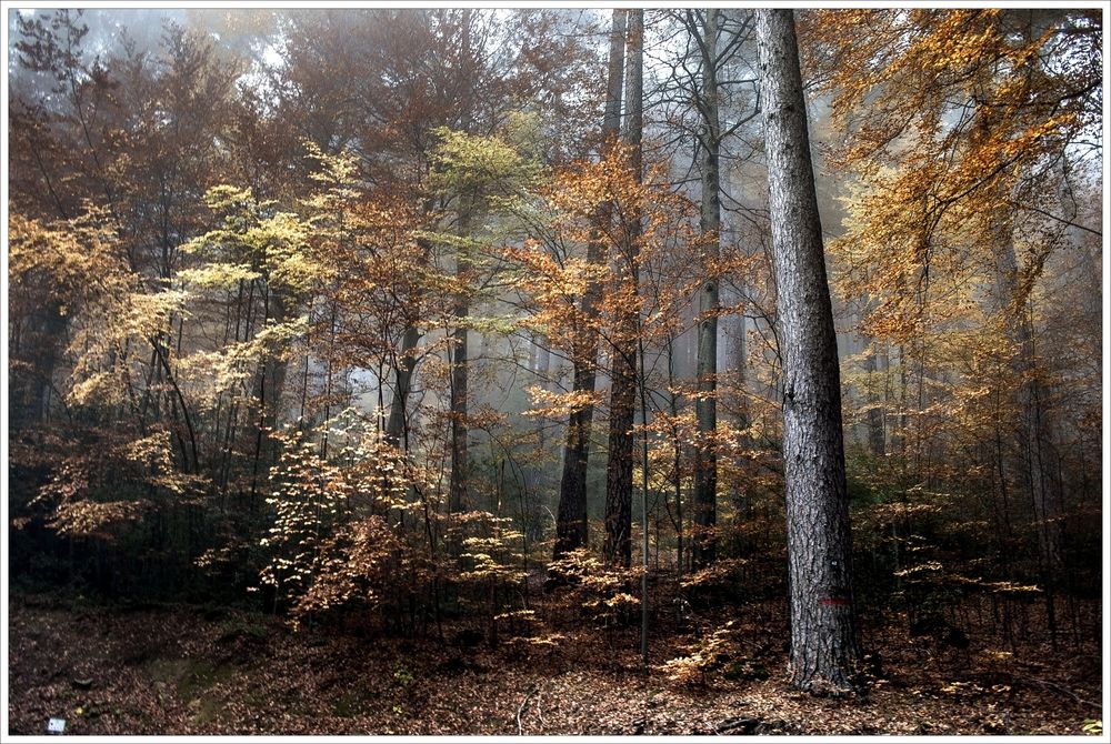 Foret de Vizzavona. Corsica