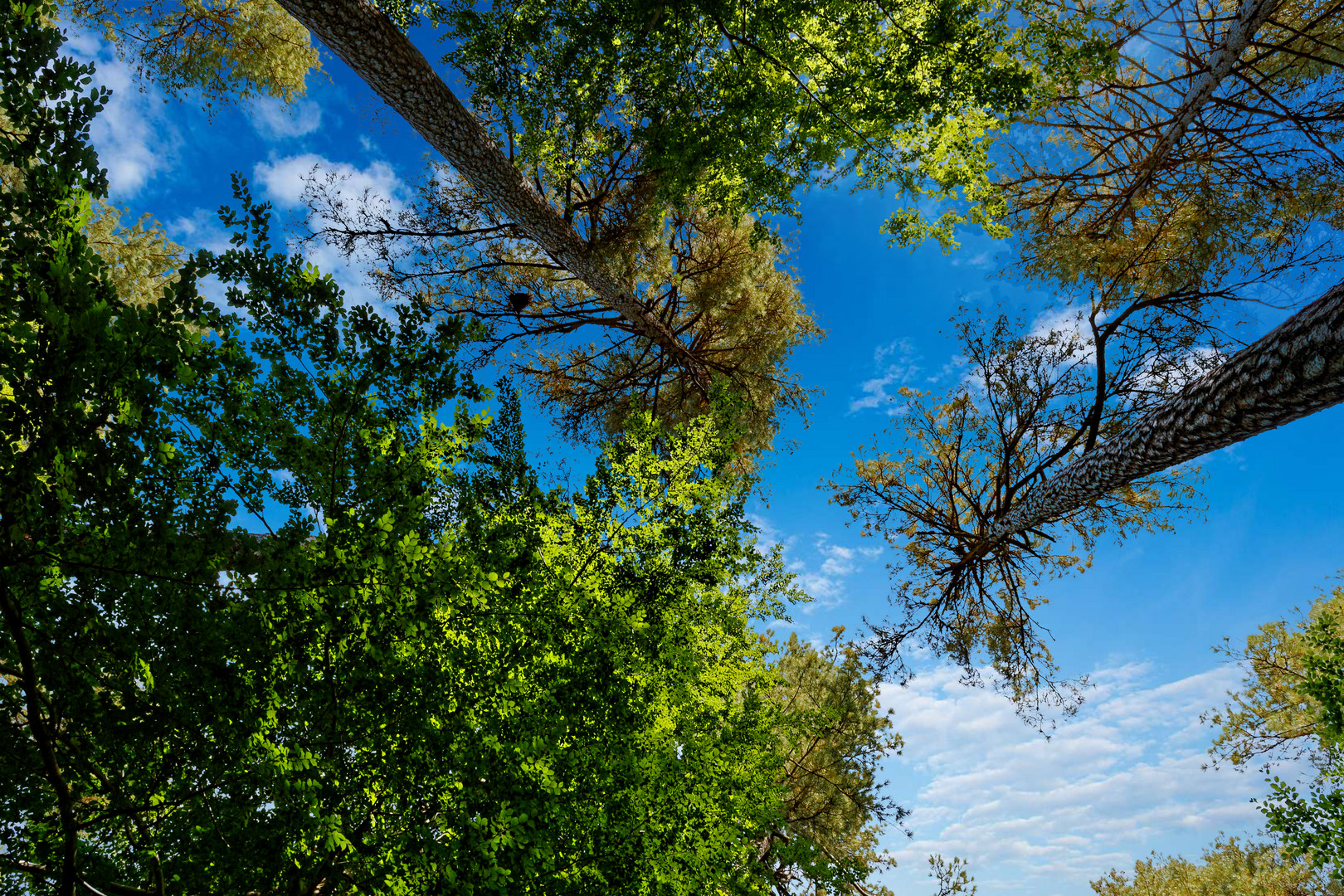 foret de vizzavone   corse 