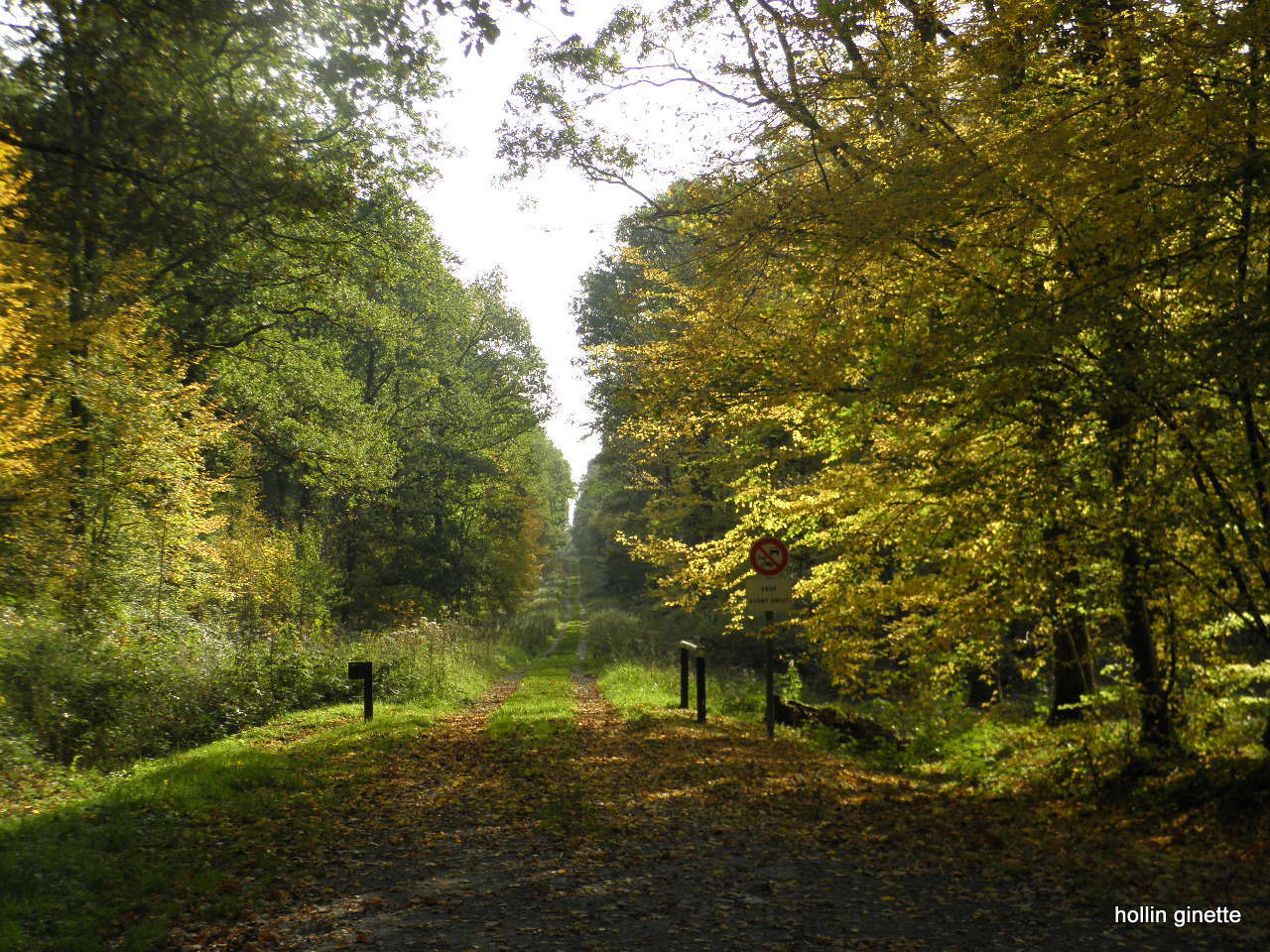 FORET EN AUTOMNE 