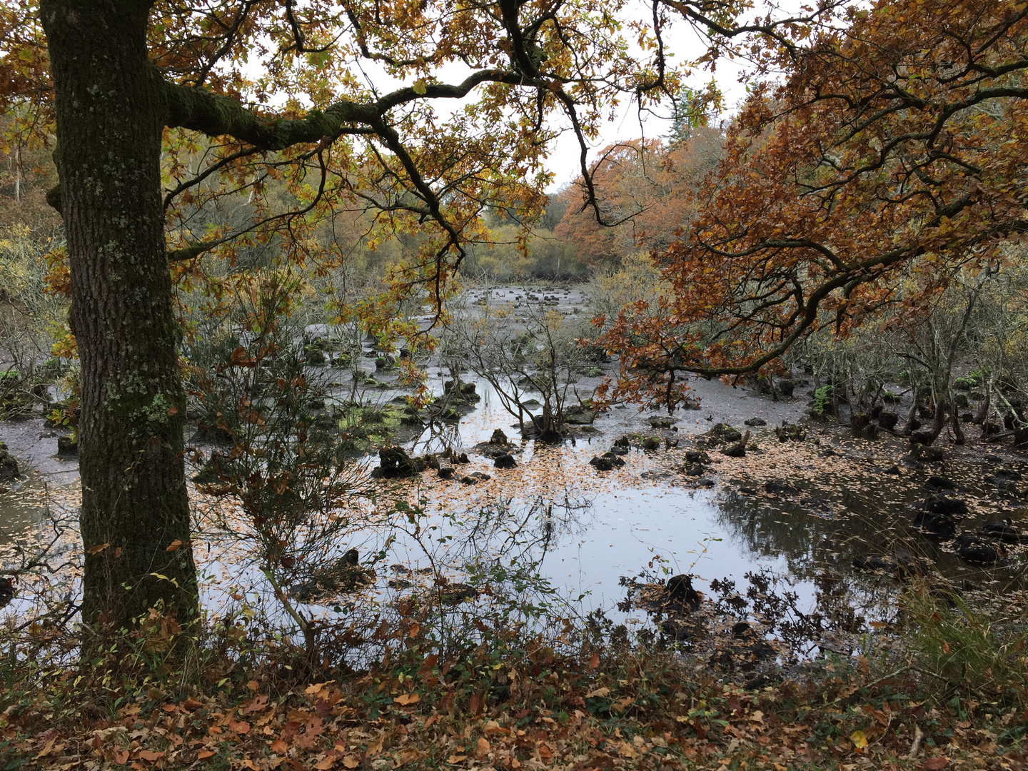 foret en automne