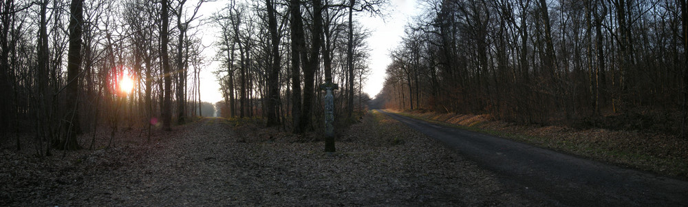 Foret en hiver ( haute saone )