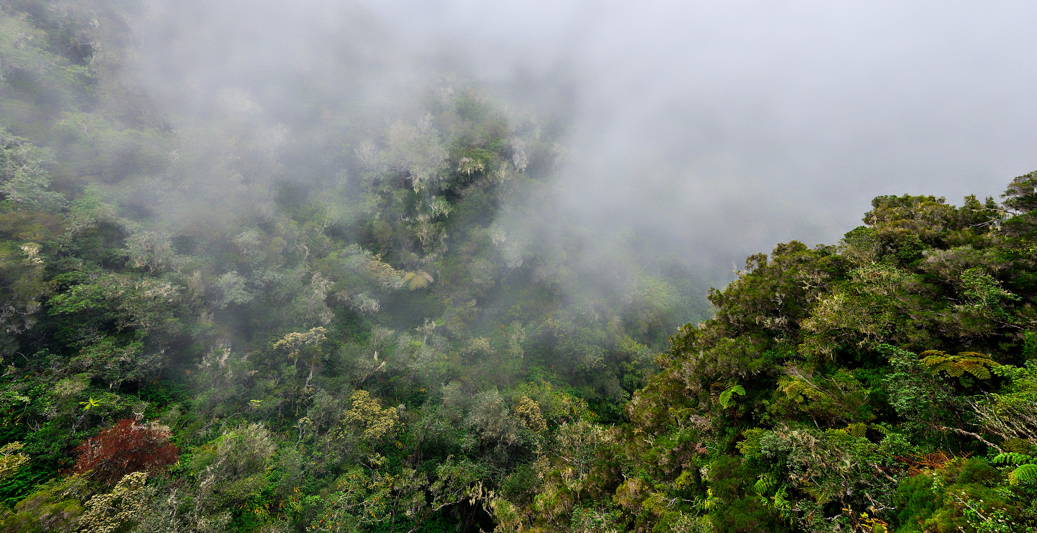 foret humide d'altitude