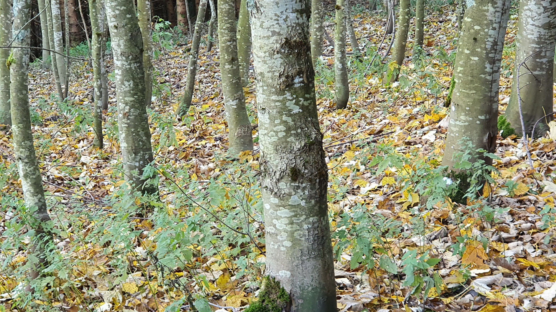 foret pale - bleicher Wald 