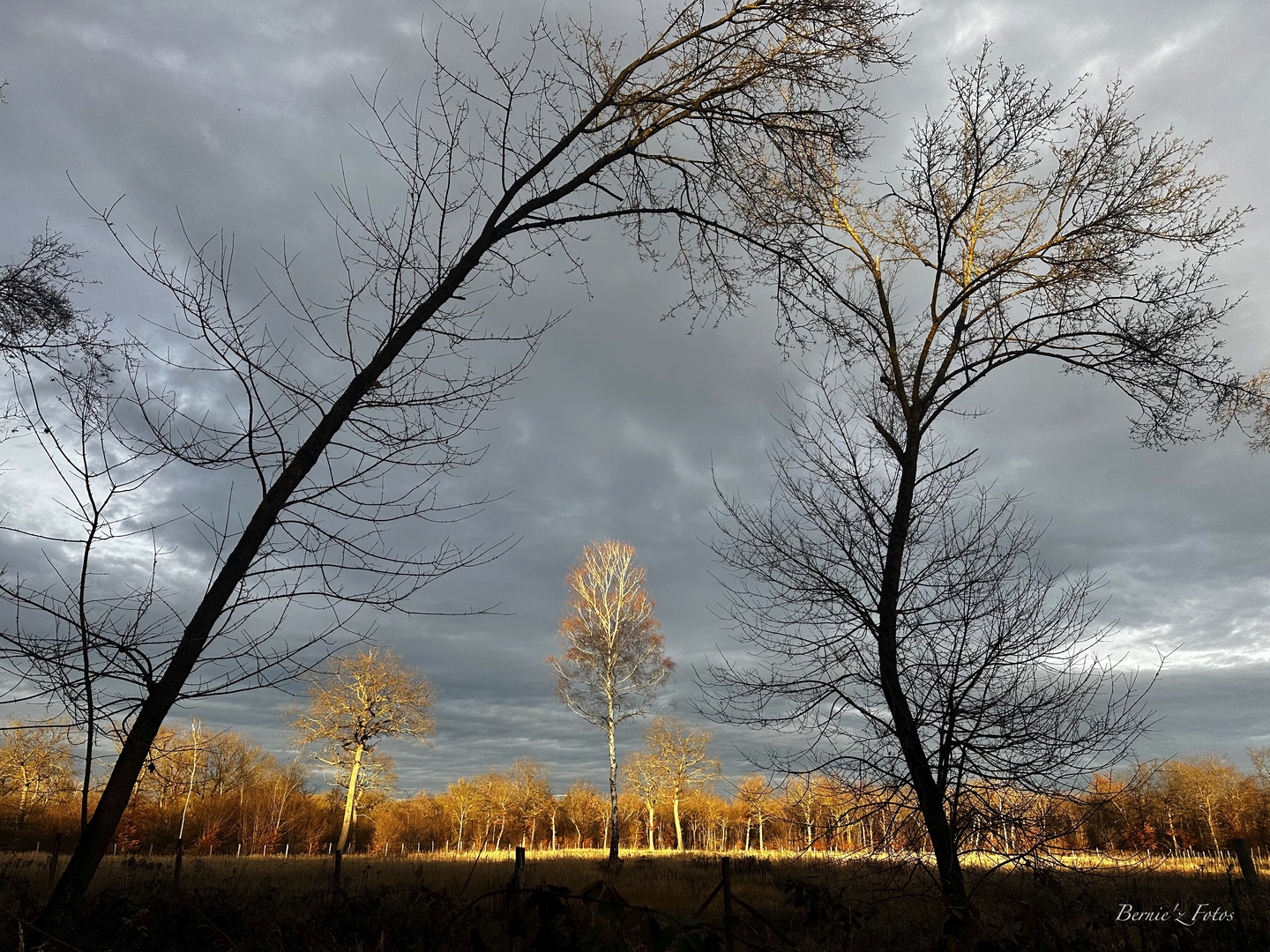 Foret sous les couleurs de l'hiver