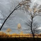 Foret sous les couleurs de l'hiver