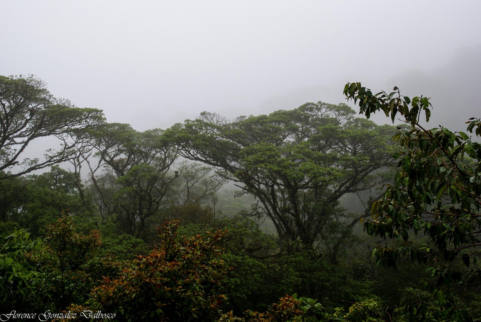 Foret tropicale de Monteverde Costa Rica-03375