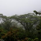 Foret tropicale de Monteverde Costa Rica-03375