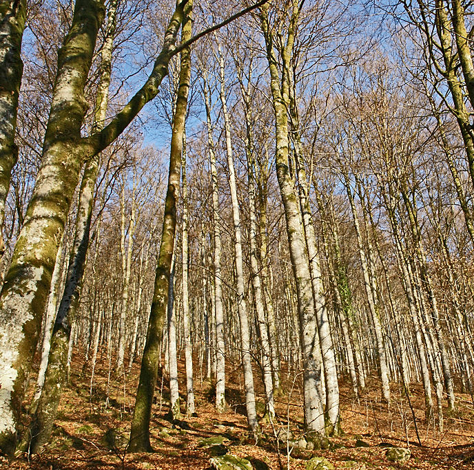 foret (vosges)