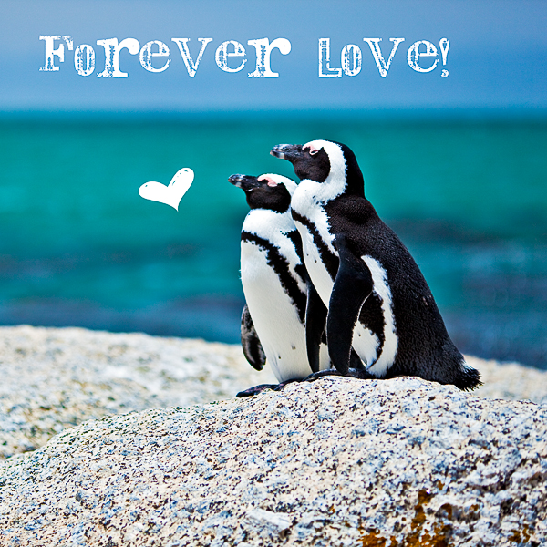 47+ Forever Love Bilder PNG
