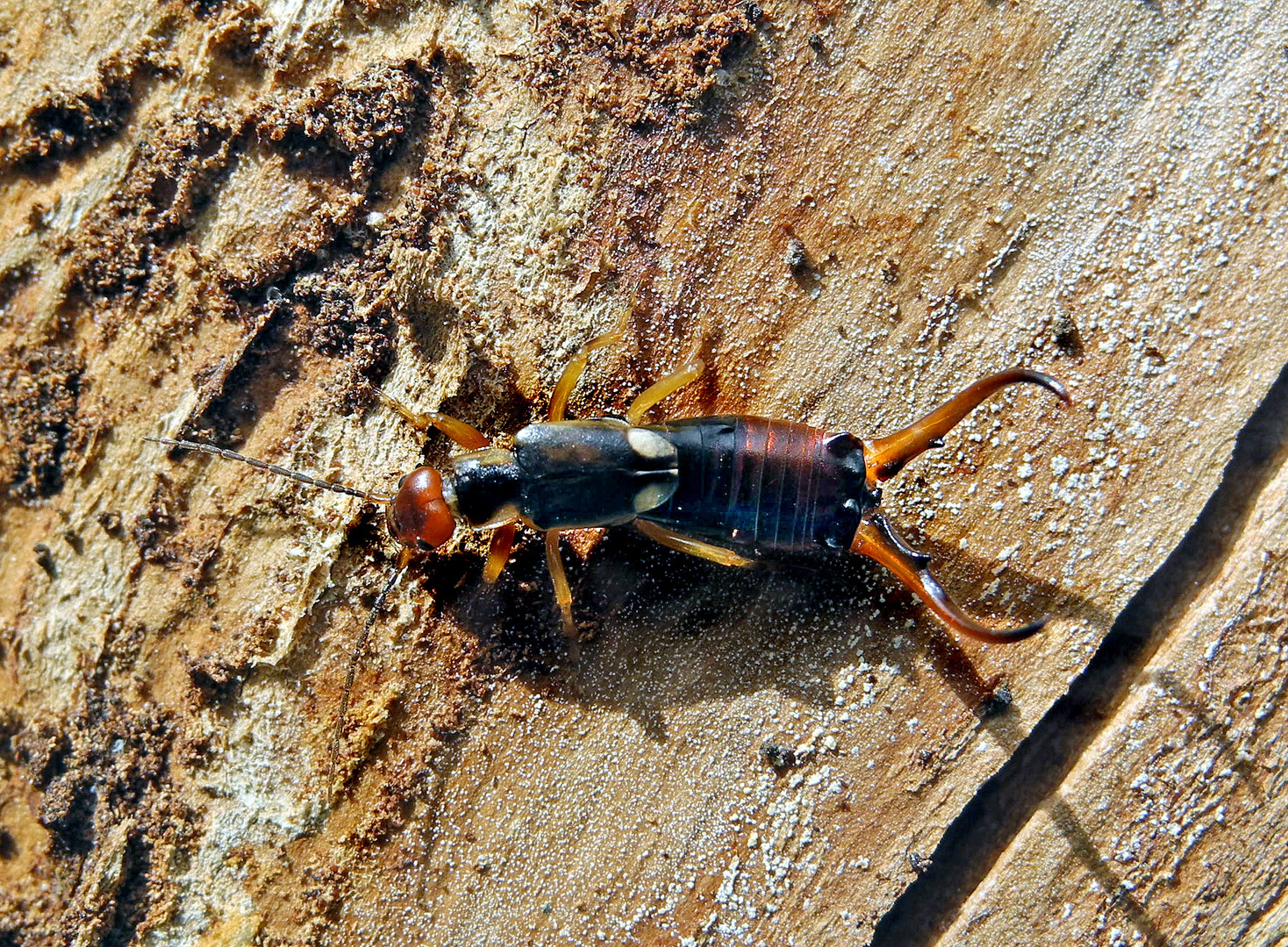  Forficula auricularia männlich