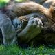 tiere