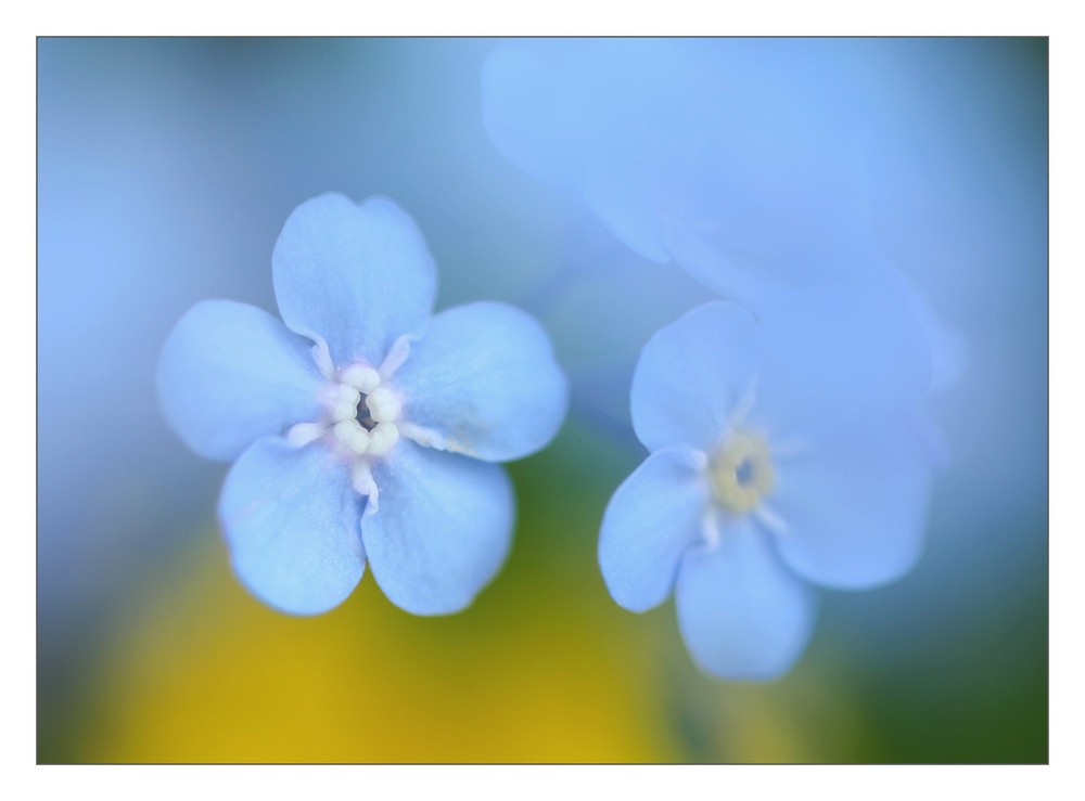 forget-me-not