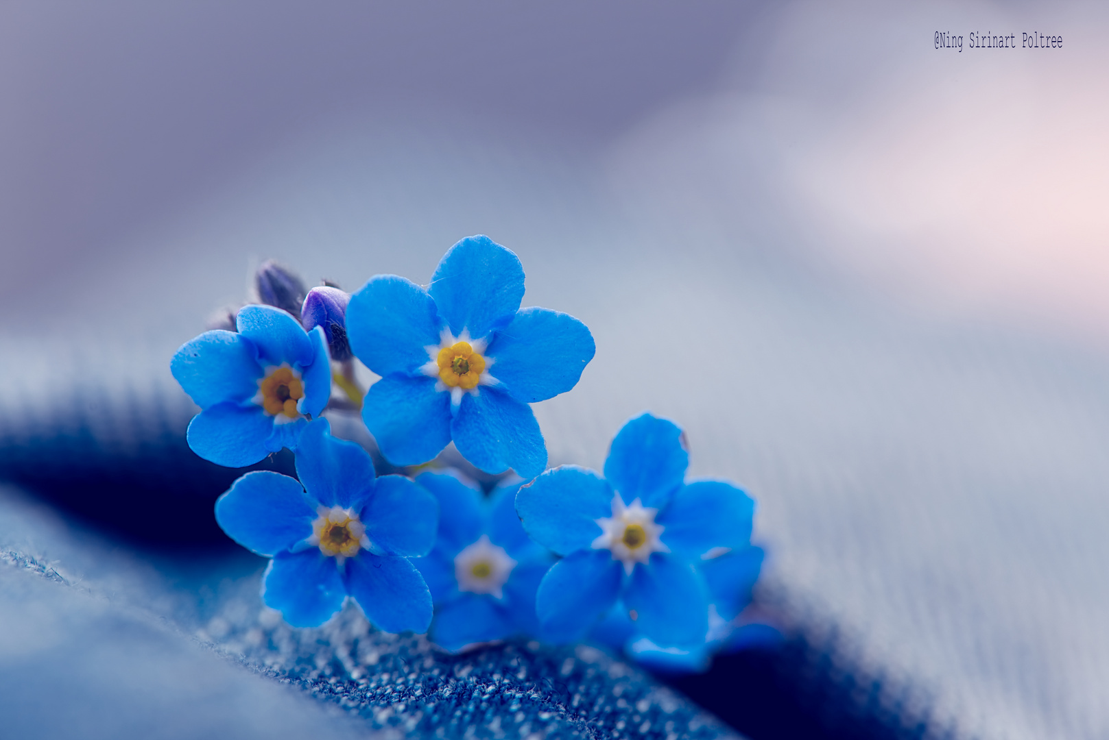 Forget me not..