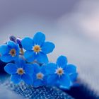 Forget me not..