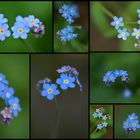 forget me not