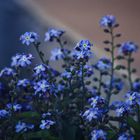 forget-me-not