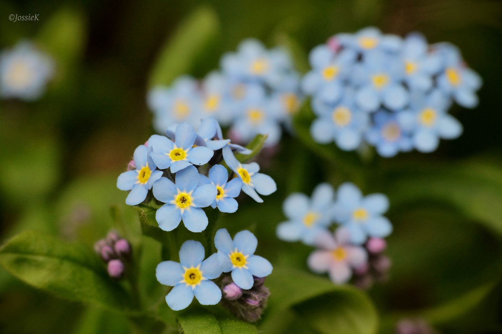 Forget Me Not