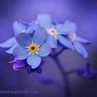 Forget Me Not