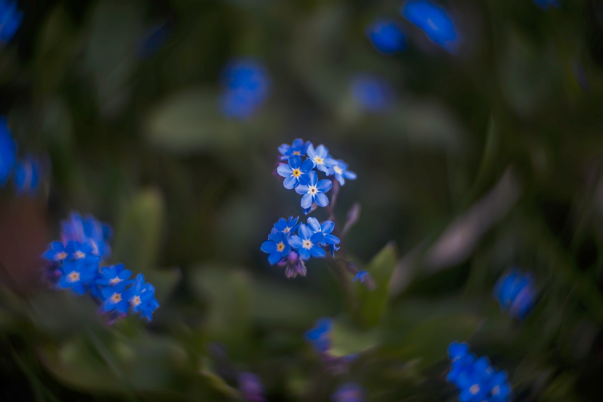 forget-me-not