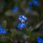 forget-me-not