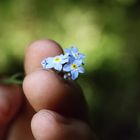 forget-me-not