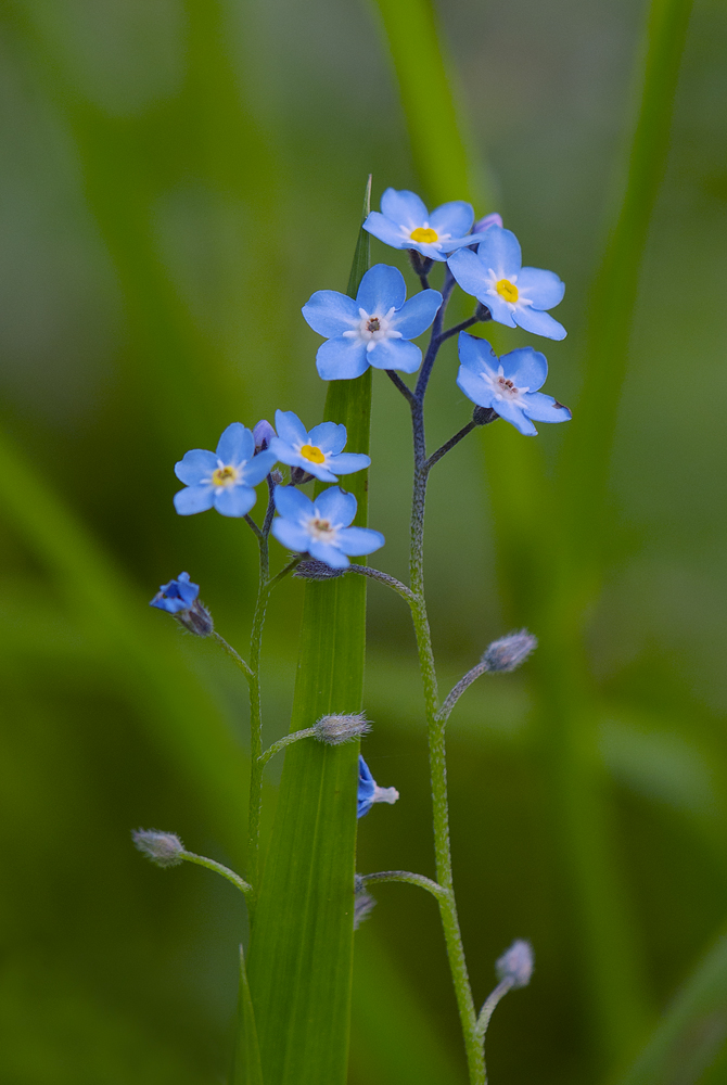 Forget Me Not