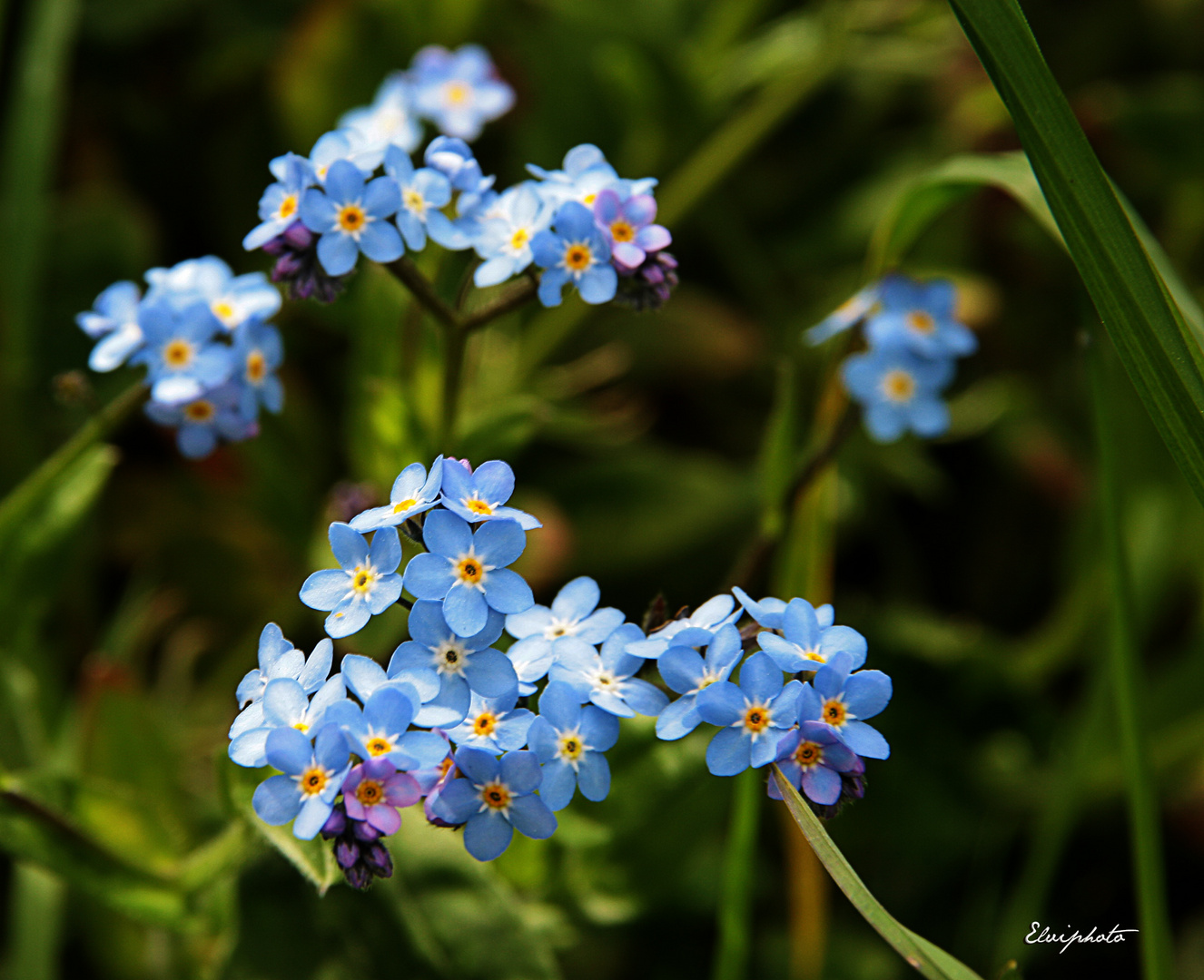 forget me not