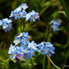 forget me not