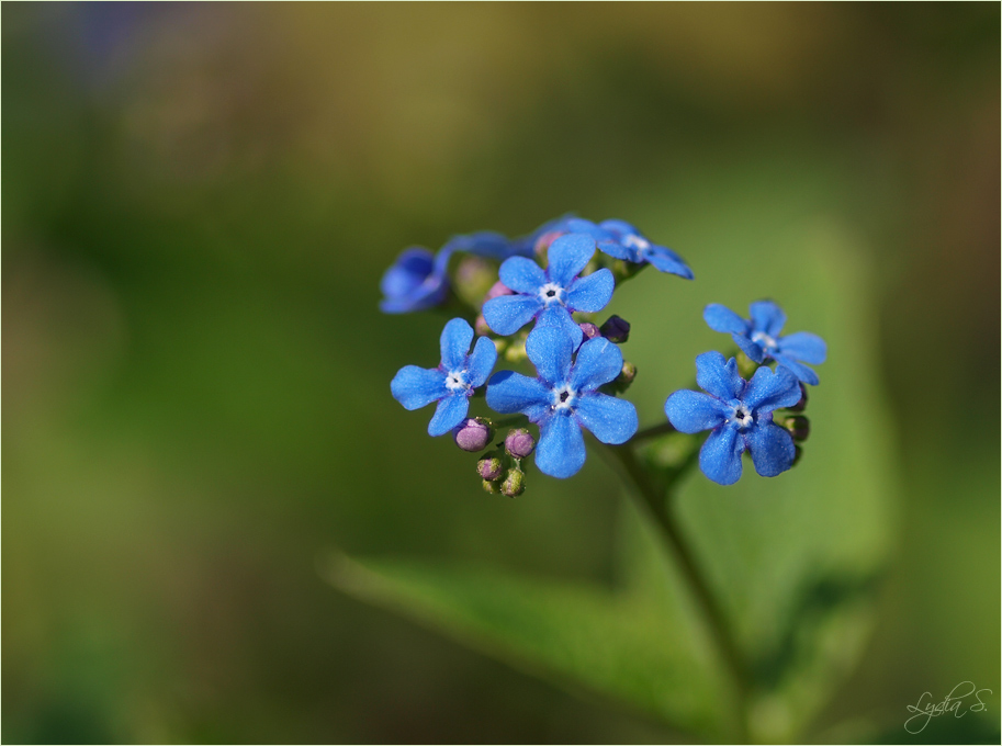 ...forget-me-not...