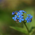 ...forget-me-not...