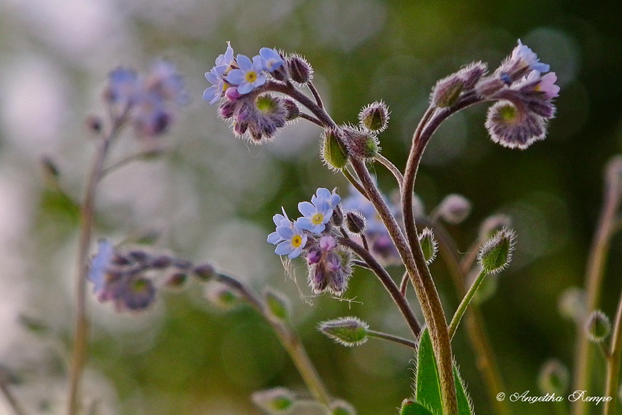 Forget me not