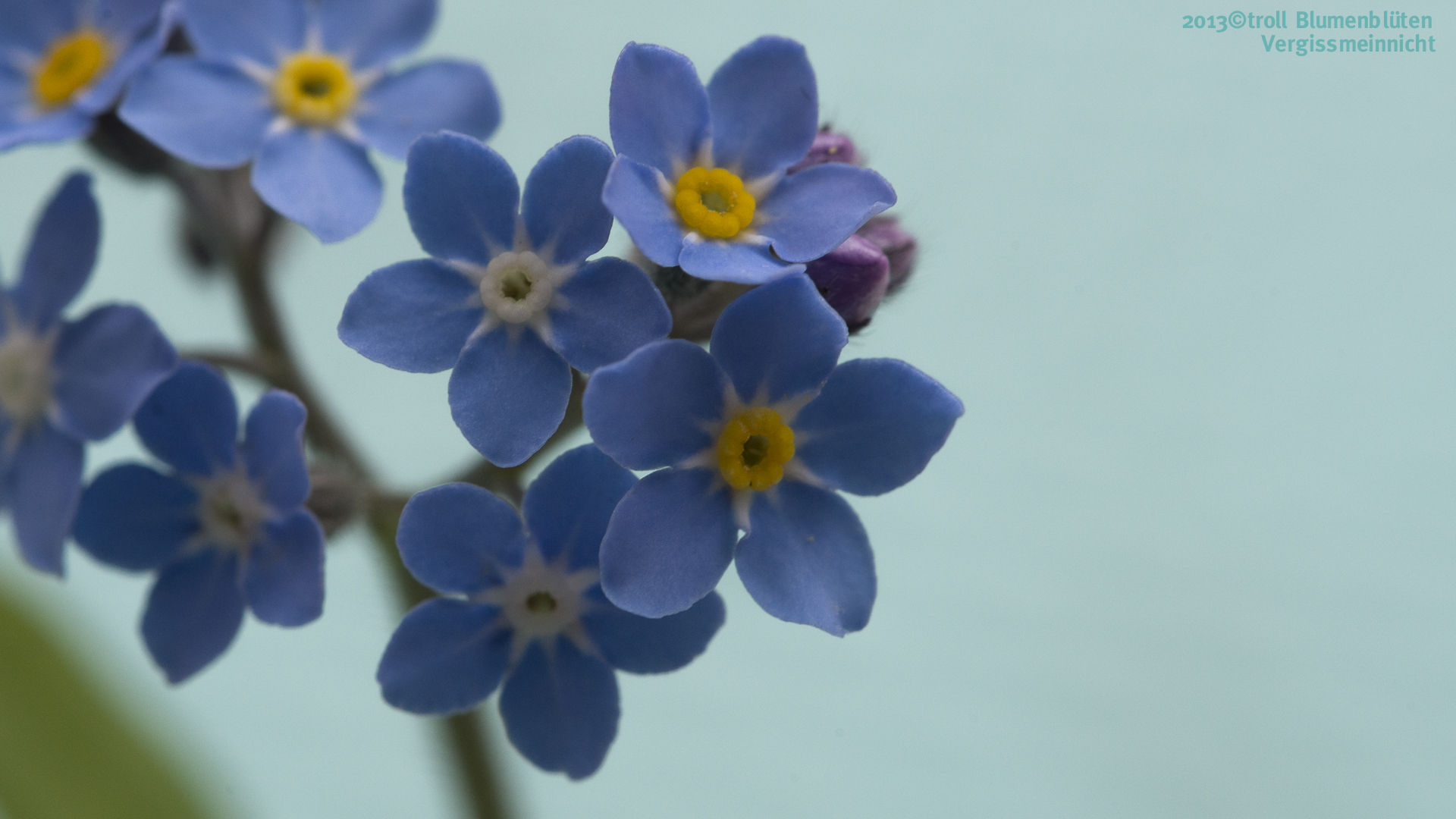 Forget-me-not