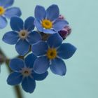 Forget-me-not