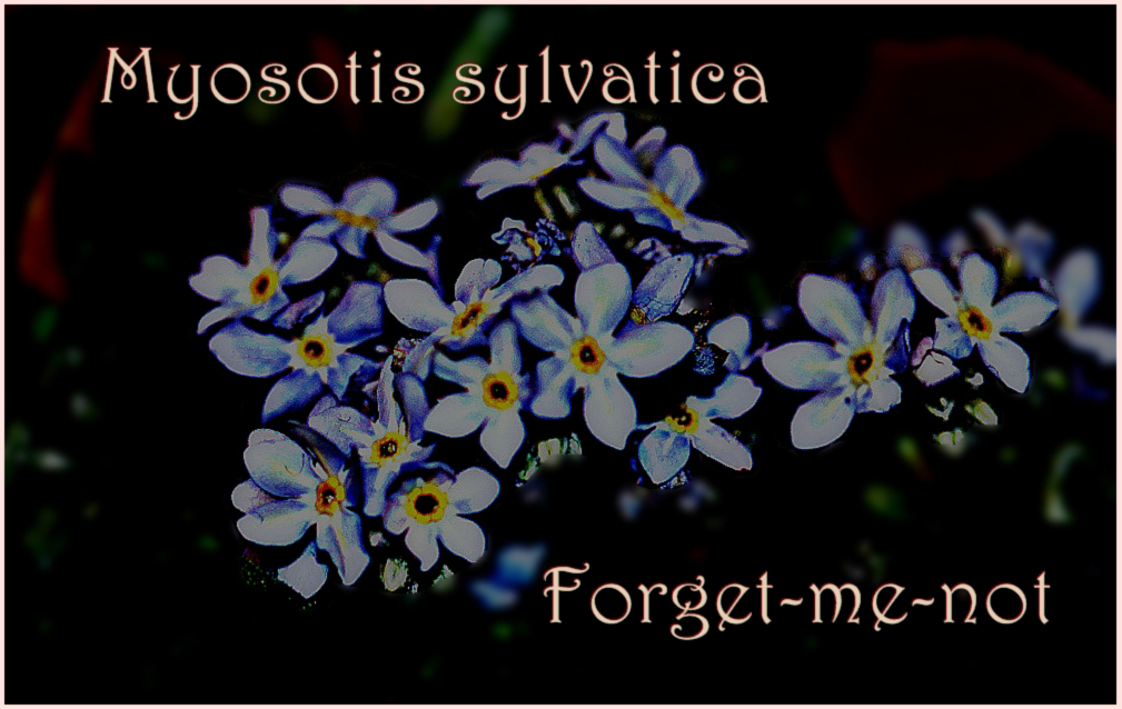 Forget-me-not