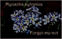 Forget-me-not