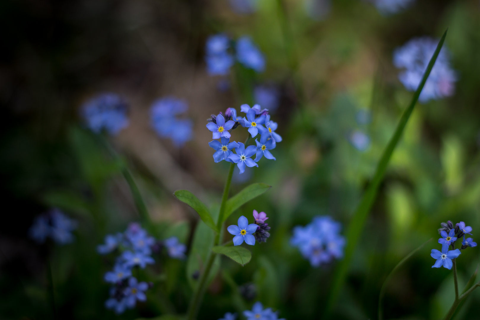 Forget me Not