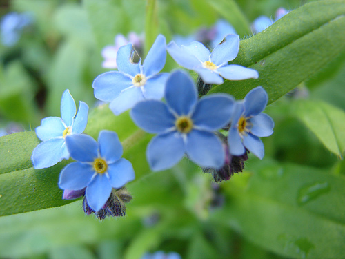 Forget-me-not