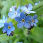 Forget-me-not