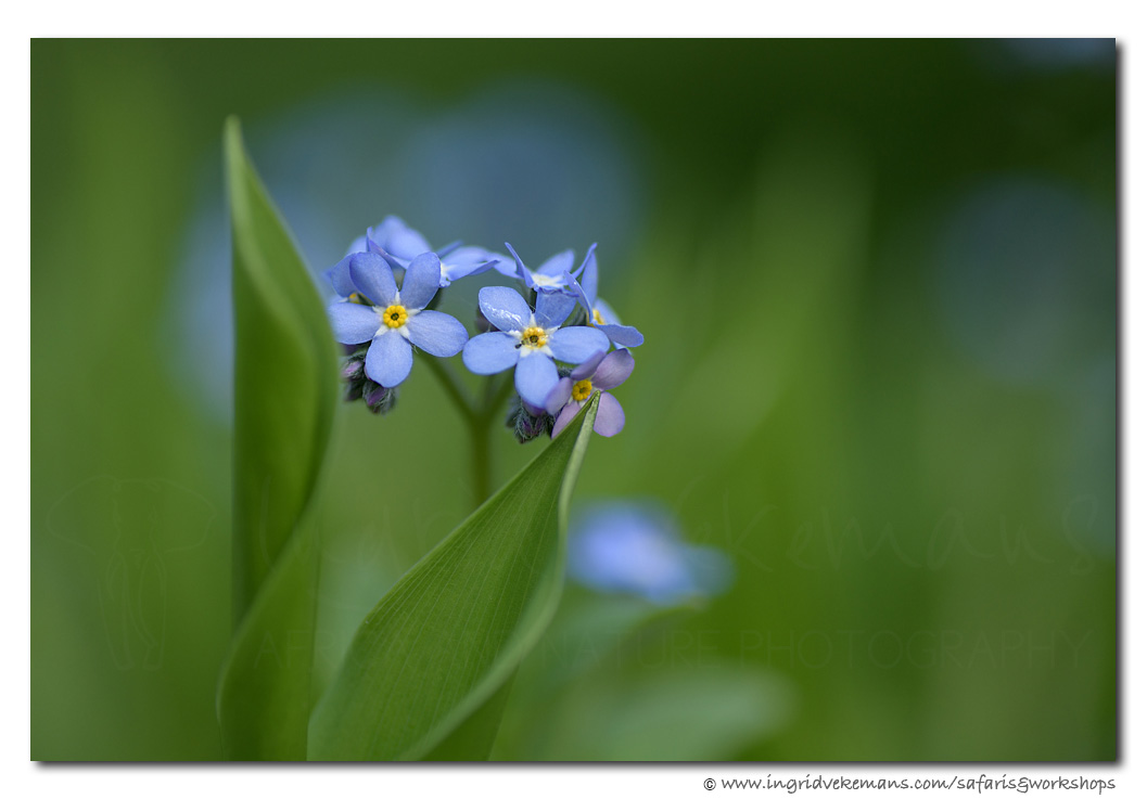 Forget-me-not