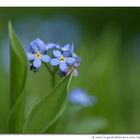Forget-me-not